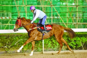 澳門今晚開特馬四不像圖,澳門今晚開特馬四不像圖，揭示違法犯罪的危害與應(yīng)對(duì)之策