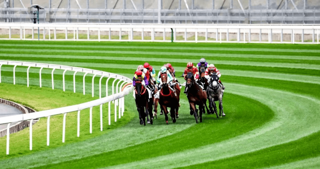 930香港馬精準資料,香港賽馬精準資料，探索930賽事的奧秘