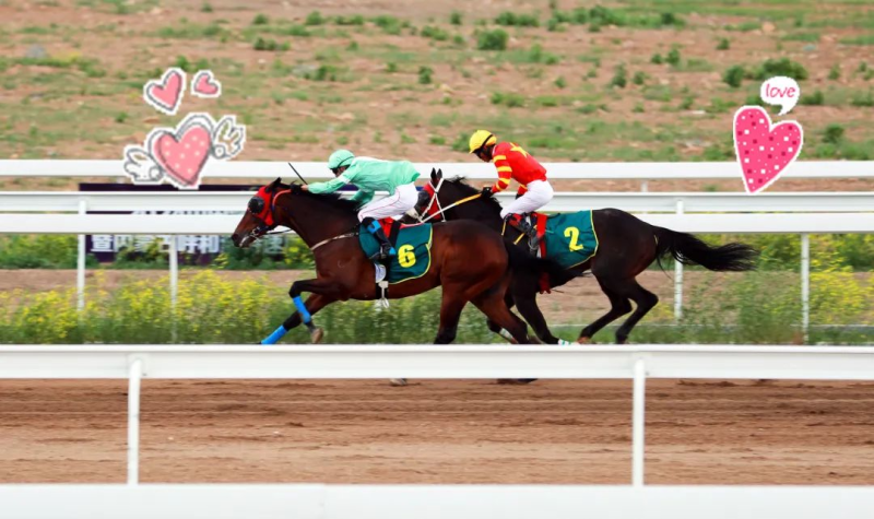 今晚澳門特馬開什么今晚四不像,今晚澳門特馬揭曉，四不像的奇幻之旅