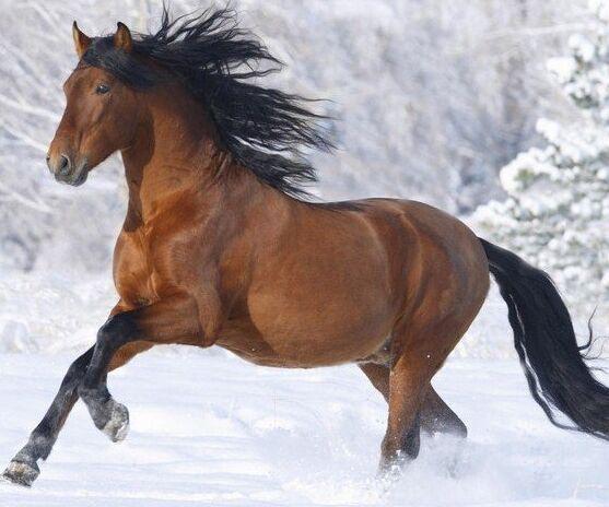 今晚澳門馬出什么特馬,今晚澳門馬會出哪些特馬？探索馬會文化的魅力與神秘預(yù)測