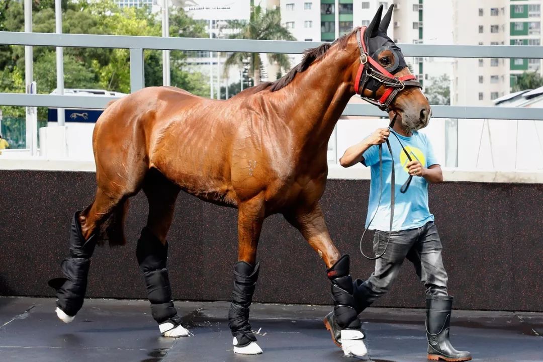 今晚澳門特馬開什么今晚四不像,今晚澳門特馬開什么，探索未知的神秘之旅