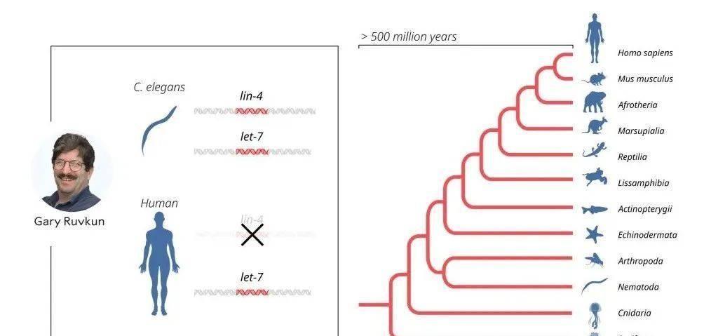 2024香港內(nèi)部最準(zhǔn)資料,揭秘香港內(nèi)部最準(zhǔn)資料，深度解讀香港未來藍(lán)圖（2024展望）