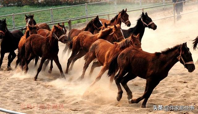 今晚澳門特馬開(kāi)什么今晚四不像,今晚澳門特馬開(kāi)什么，探索未知與理性看待四不像